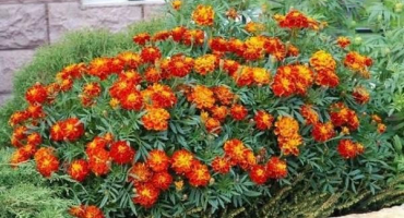 Jak sbírat semena měsíčku z odkvetlých květů, pravidla skladování a použití